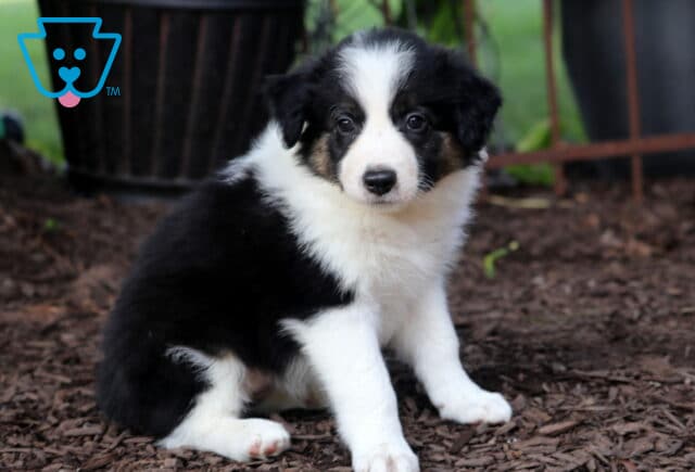 Mabel Border Collie image