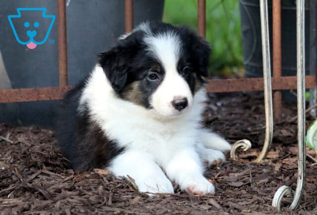 Mabel Border Collie2 image