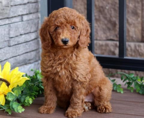 Fluffy red Mini Poodle puppy sitting attentively on a wooden deck next to a vibrant sunflower and green leaves, with a sweet and gentle expression.