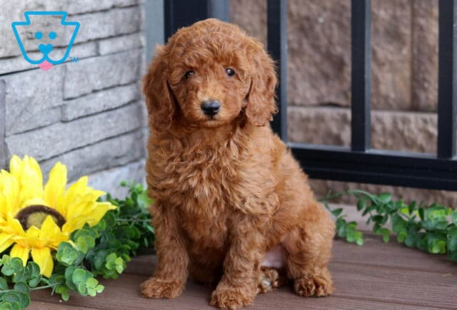 Fluffy red Mini Poodle puppy sitting attentively on a wooden deck next to a vibrant sunflower and green leaves, with a sweet and gentle expression. image