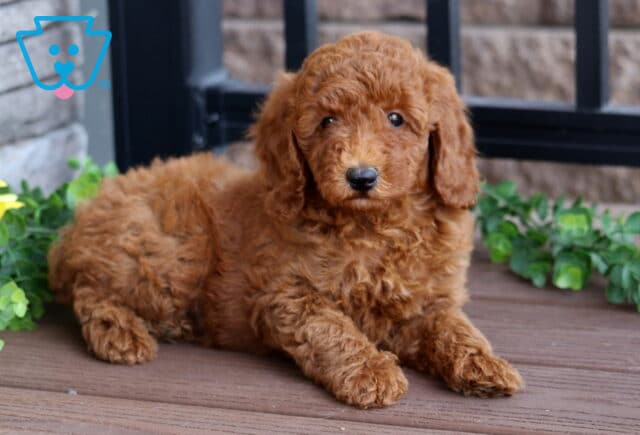 Red Mini Poodle puppy with a curly coat lying comfortably on a wooden deck beside a sunflower and trailing green vines, gazing sweetly at the camera. image