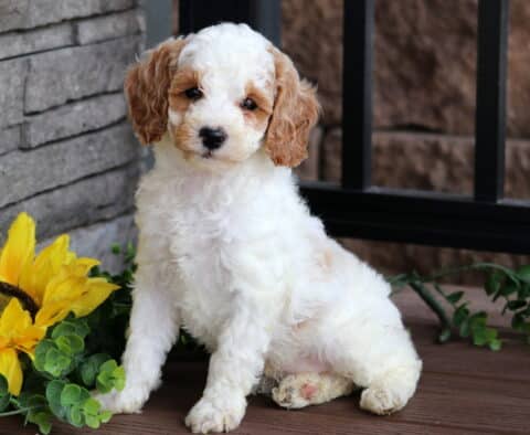 White Mini Poodle puppy with light apricot ears and expressive eyes sitting on a wooden deck beside a bright sunflower and green vines.