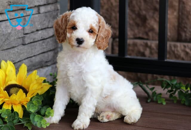 White Mini Poodle puppy with light apricot ears and expressive eyes sitting on a wooden deck beside a bright sunflower and green vines. image