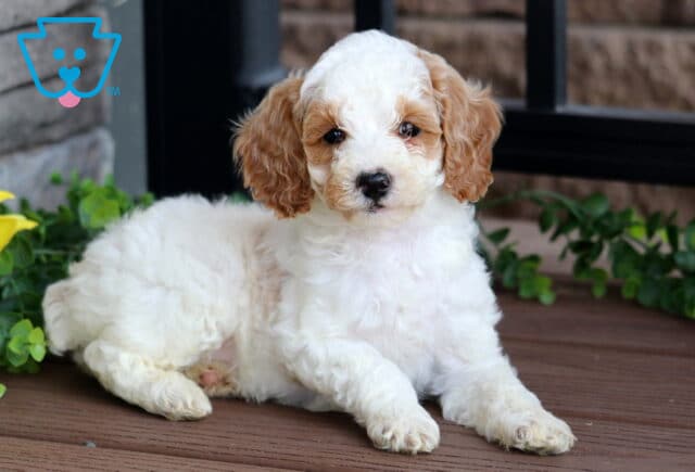 Cream-colored Mini Poodle puppy with apricot ears and soft curls lying on a wooden deck, surrounded by greenery and a sunflower in the corner. image