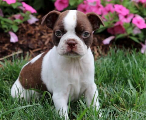 Macy Boston