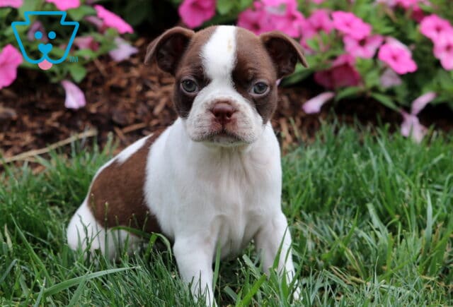 Macy Boston image
