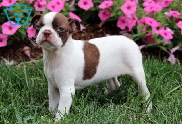 Macy Boston2 image