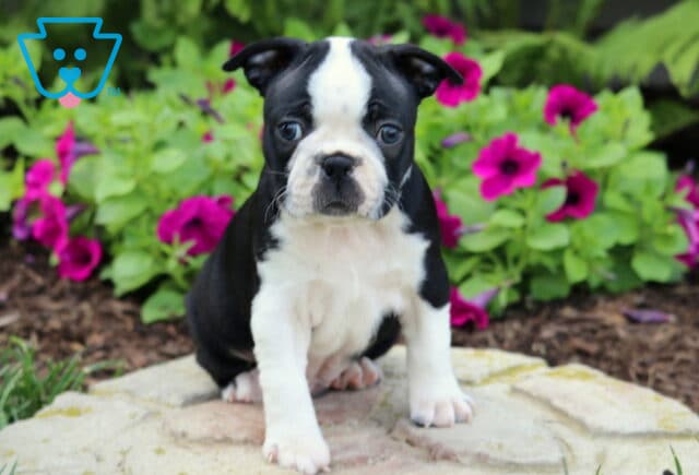 Adorable Boston Terrier puppy with a white chest and a centered blaze on its face, sitting on a stone surface in front of bright pink flowers and lush greenery. image