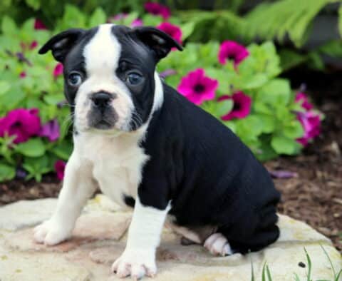 Curious Boston Terrier puppy with a bold white blaze and black-and-white coat, sitting on a flat stone in front of a colorful bed of blooming pink and purple flowers.