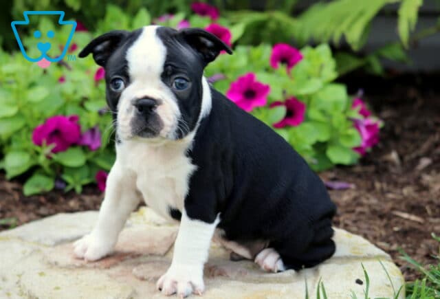 Curious Boston Terrier puppy with a bold white blaze and black-and-white coat, sitting on a flat stone in front of a colorful bed of blooming pink and purple flowers. image