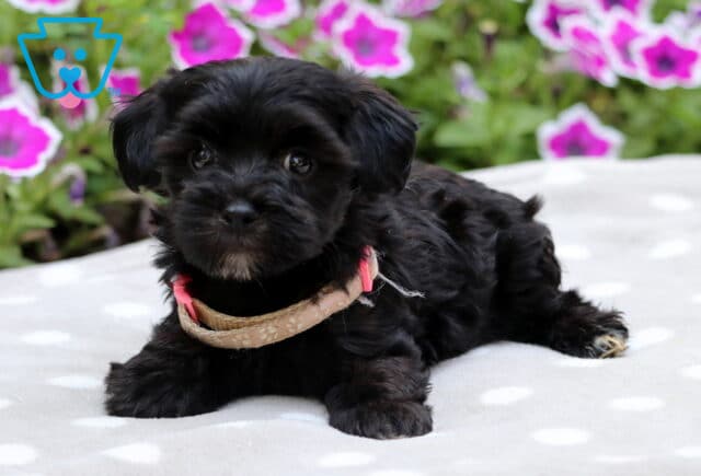 Shiny black Maltipoo puppy with soft waves and a tan collar lying on a gray polka dot blanket, surrounded by blooming pink and white flowers in the background. image