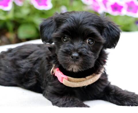 Black Maltipoo puppy with silky fur and expressive eyes lying on a white blanket, wearing a tan and pink collar, with vibrant pink and purple flowers softly blurred in the background.