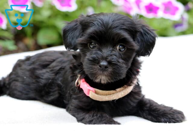 Black Maltipoo puppy with silky fur and expressive eyes lying on a white blanket, wearing a tan and pink collar, with vibrant pink and purple flowers softly blurred in the background. image