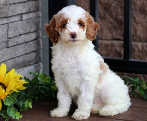 Fluffy white Mini Poodle puppy with apricot ears and light brown patches sitting on a wooden deck beside a sunflower and green foliage, looking sweet and curious.