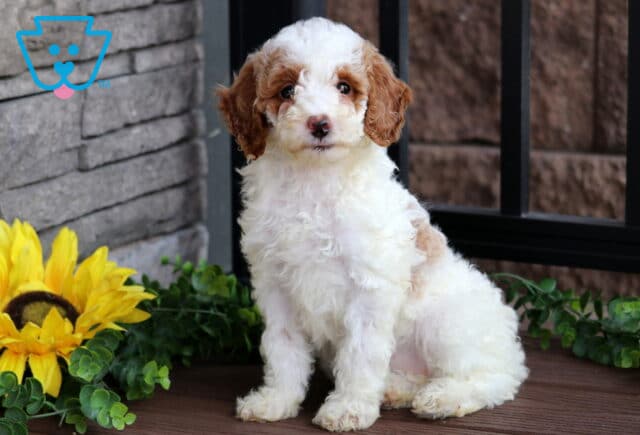 Fluffy white Mini Poodle puppy with apricot ears and light brown patches sitting on a wooden deck beside a sunflower and green foliage, looking sweet and curious. image