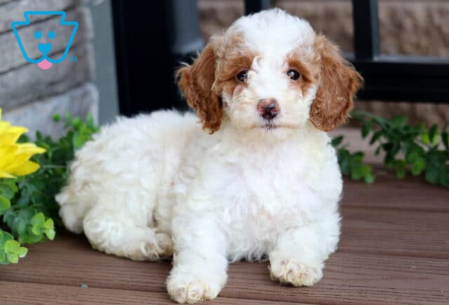 Creamy white Mini Poodle puppy with apricot ears and a rosy nose lying on a wooden deck near green leaves and a bright yellow sunflower. image