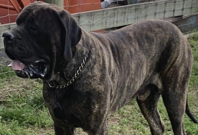 Magyk Mann English Mastiff image