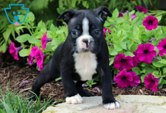 Energetic Boston Terrier puppy with a black coat and white chest, stretching playfully on a stone path in front of a lush bed of bright magenta and purple flowers. image