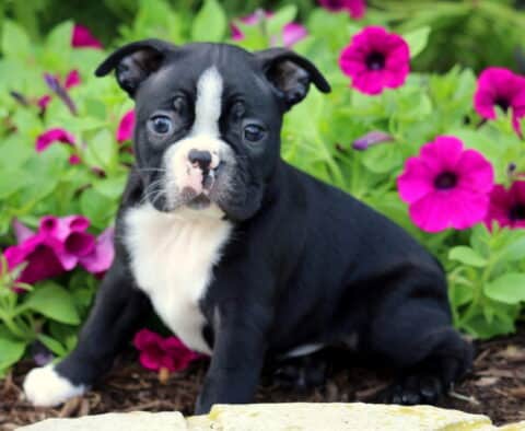 Adorable Boston Terrier puppy sitting on mulch in front of vibrant magenta and purple petunias, looking curious with its black coat, white chest, and distinct white blaze on its face.
