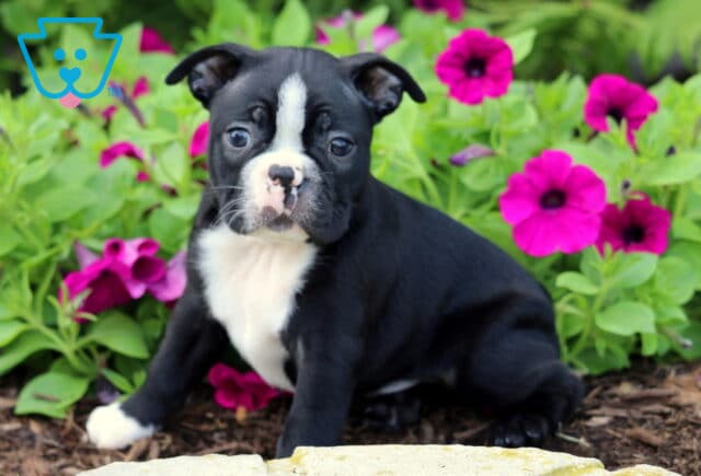 Adorable Boston Terrier puppy sitting on mulch in front of vibrant magenta and purple petunias, looking curious with its black coat, white chest, and distinct white blaze on its face. image