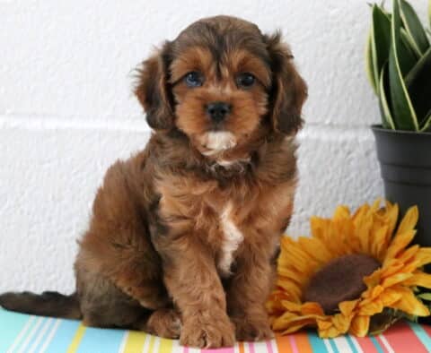 Maple Cavapoo
