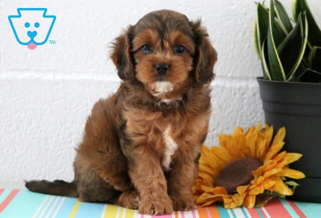 Maple Cavapoo image