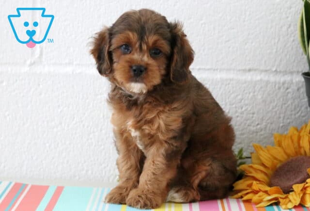 Maple Cavapoo2 image
