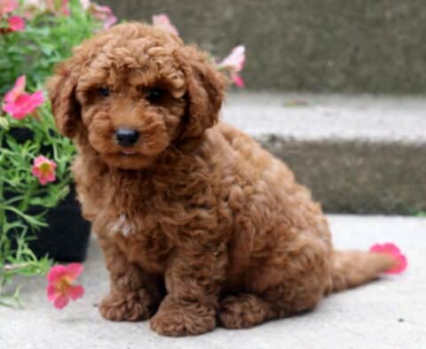 Marco Toy Poodle