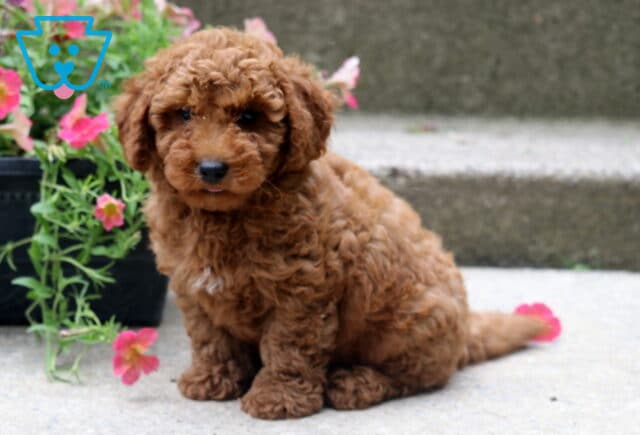 Adorable red toy poodle puppy with a curly coat sitting on a concrete step, surrounded by bright pink flowers spilling out of a black planter. image
