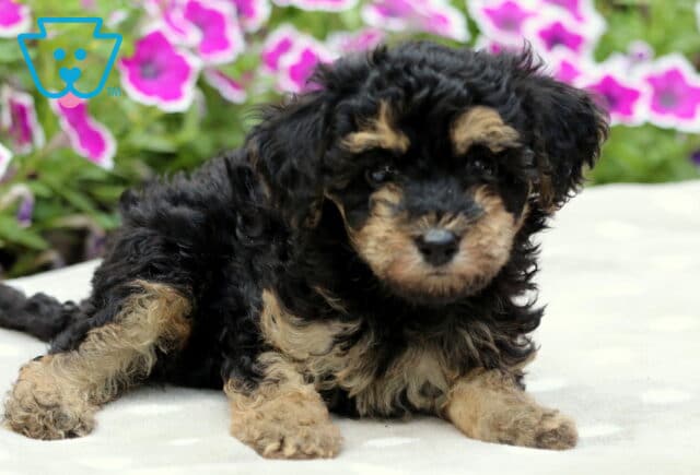 Adorable black and tan Maltipoo puppy with curly fur lying down on a light-colored polka dot blanket, with vivid pink and white petunias in full bloom behind it. image