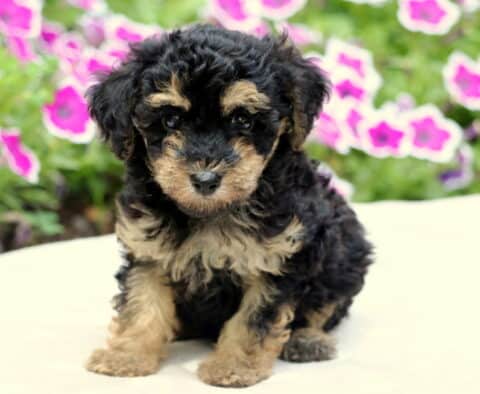 Curly-coated black and tan Maltipoo puppy sitting upright on a cream blanket with pink and white petunias in soft focus behind it.