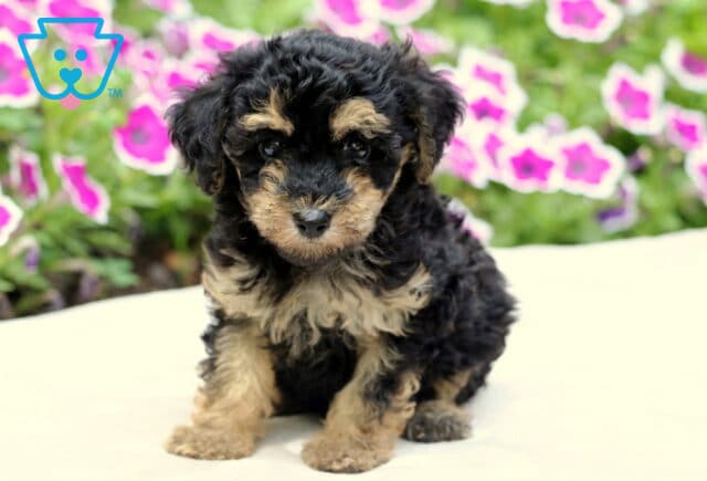 Curly-coated black and tan Maltipoo puppy sitting upright on a cream blanket with pink and white petunias in soft focus behind it. image