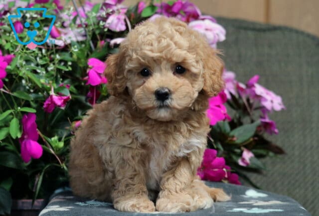 Marley Bichpoo image