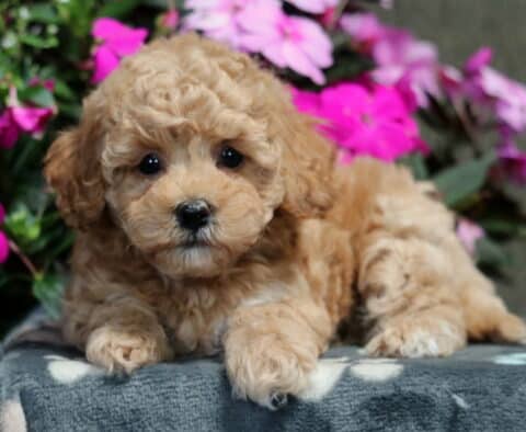 Marley Bichpoo2
