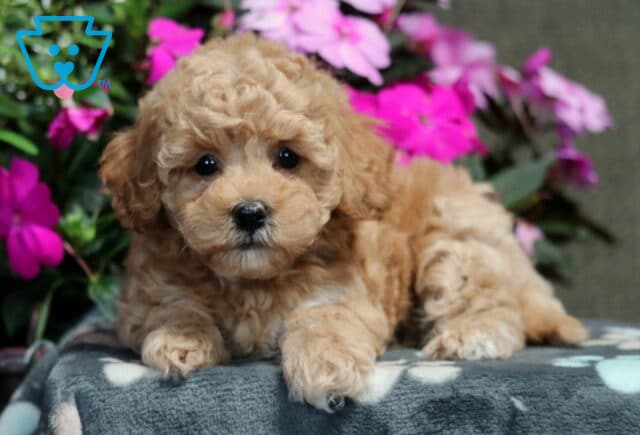 Marley Bichpoo2 image