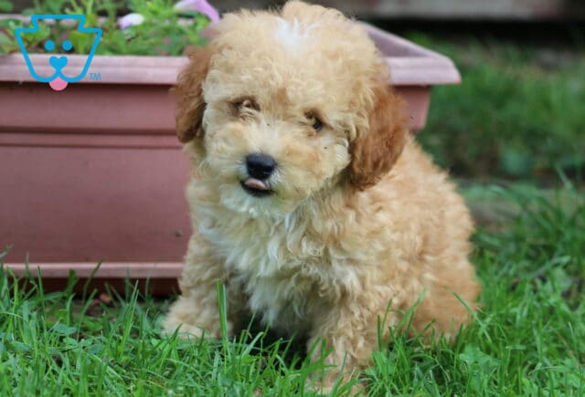 Marsh Mini Poodle image