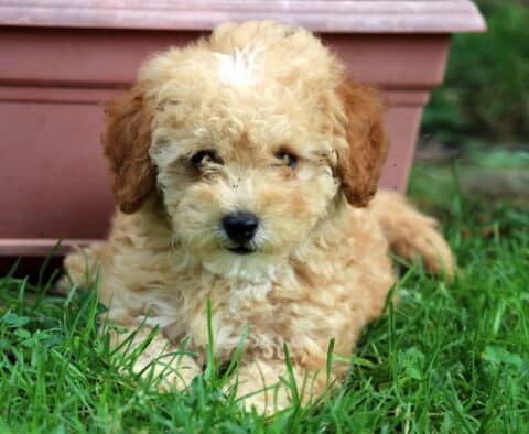 Marsh Mini Poodle2