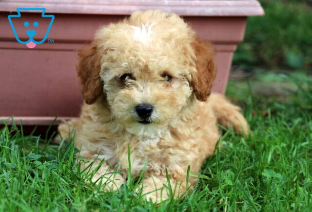 Marsh Mini Poodle2 image