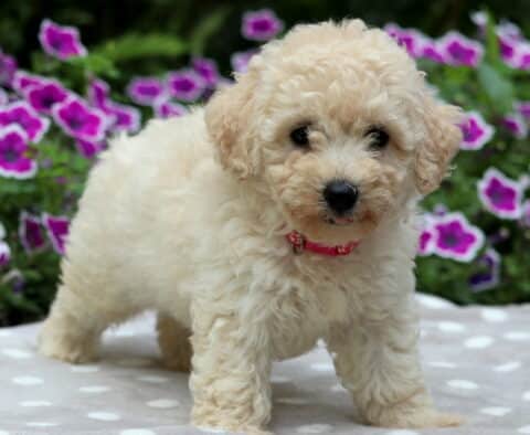 Cream-colored Maltipoo puppy with curly fur standing on a gray polka dot blanket, wearing a pink collar, with its tongue slightly peeking out and purple flowers blooming in the background.