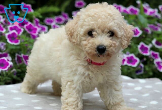 Cream-colored Maltipoo puppy with curly fur standing on a gray polka dot blanket, wearing a pink collar, with its tongue slightly peeking out and purple flowers blooming in the background. image