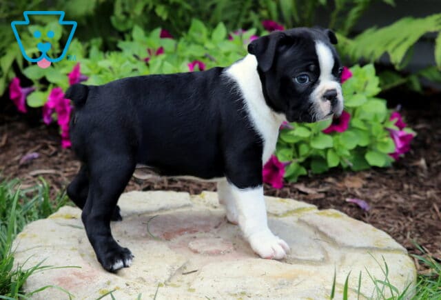 Boston Terrier puppy standing on a stone path, looking to the side with alert eyes; wearing a classic black and white coat with a white blaze and surrounded by colorful garden flowers. image
