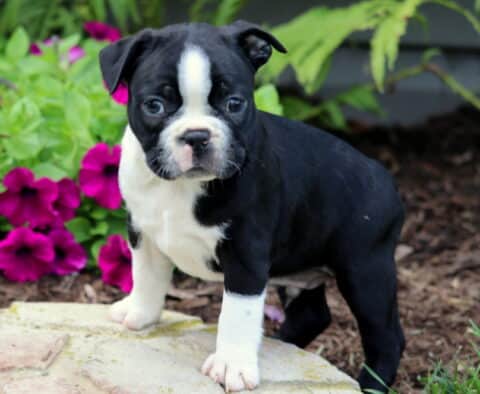 Adorable Boston Terrier puppy standing confidently on a stone path, with bright eyes and a black and white coat; colorful petunias and greenery create a vibrant garden backdrop.