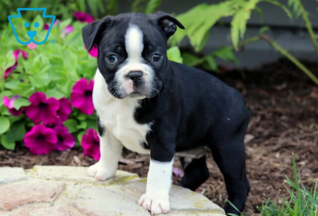 Adorable Boston Terrier puppy standing confidently on a stone path, with bright eyes and a black and white coat; colorful petunias and greenery create a vibrant garden backdrop. image