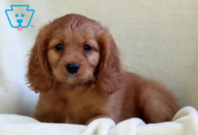 Mini Golden Retriever puppy with a soft reddish coat and gentle eyes, lying on a cozy cream blanket with a curious and innocent expression. image