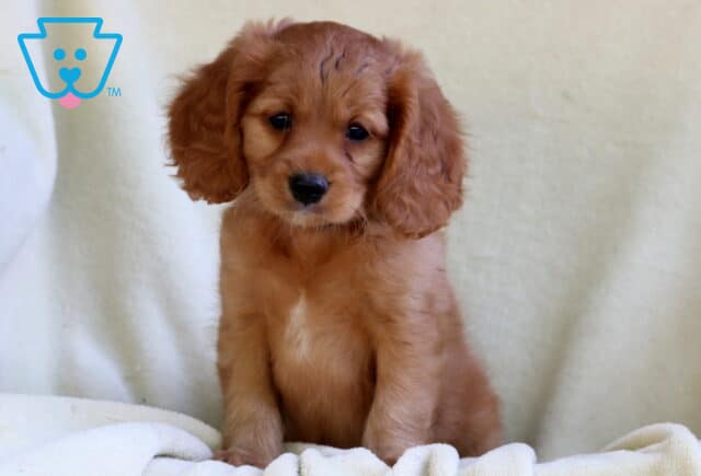 Mini Golden Retriever puppy with a fluffy reddish coat and a white patch on the chest, sitting upright on a soft cream blanket with a sweet and thoughtful look. image