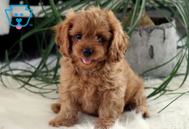 Fluffy light red Cavapoo puppy sitting on a soft white rug with its tongue out, surrounded by green houseplant leaves and a gray pot in the background. image