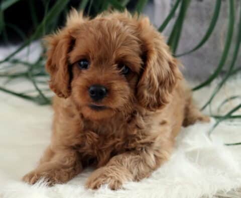 Adorable red Cavapoo puppy lying on a fluffy white rug with a curious expression, green houseplant leaves draping in the background.