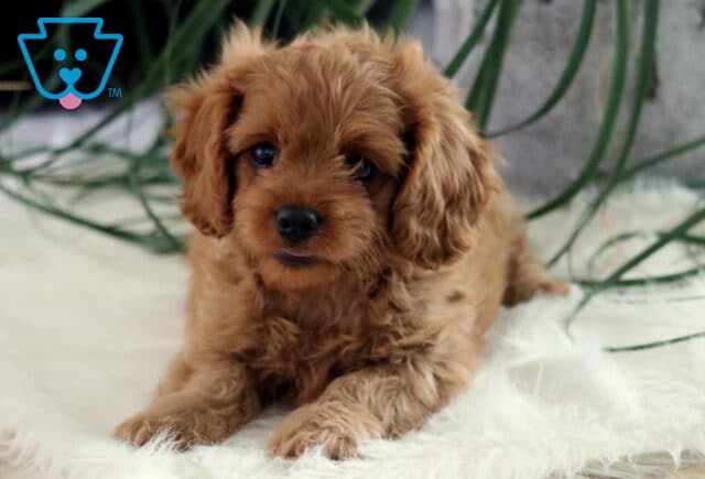 Adorable red Cavapoo puppy lying on a fluffy white rug with a curious expression, green houseplant leaves draping in the background. image