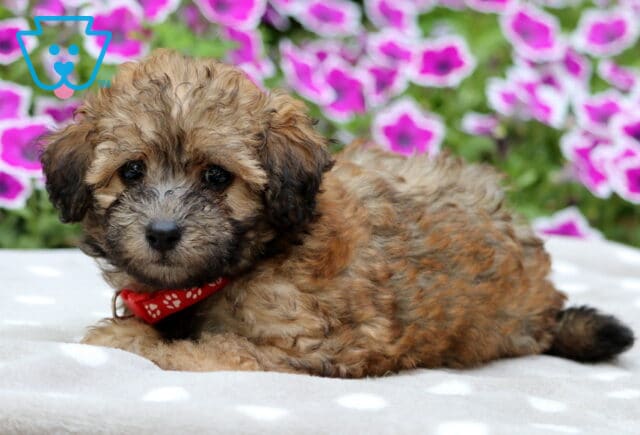 Fluffy apricot and tan Maltipoo puppy with a dark muzzle and ears, lying on a light polka dot blanket and wearing a red collar with paw prints, with bright pink flowers in the background. image