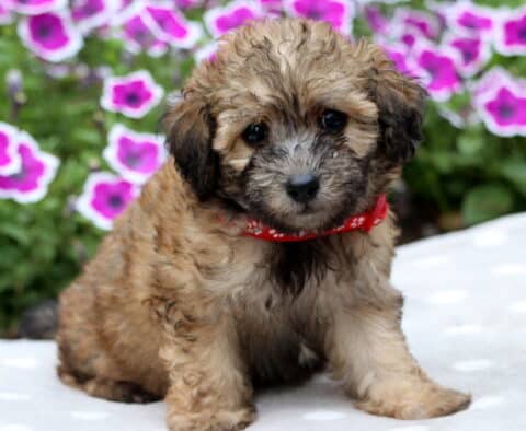Sweet-faced apricot and black Maltipoo puppy sitting on a white blanket with light polka dots, wearing a red collar with white paw prints, and pink petunias blooming in the background.